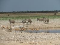 Etoscha