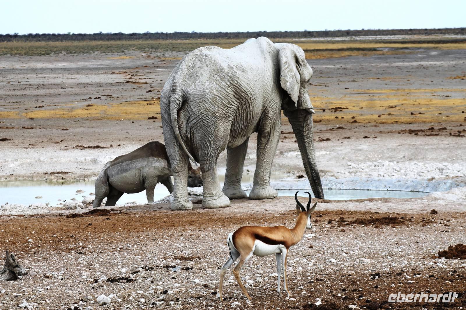 Etosha NP - StellDichEin am Wasserloch
