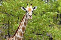 Etosha NP - Was guckst Du?