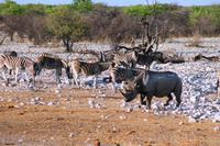 Etosha NP - Zebras und Spitzmaulnashorn
