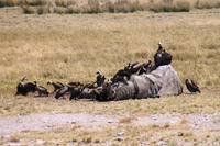 Etosha NP