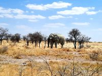 Etosha Nationalpark - Elefant als Fotomotiv