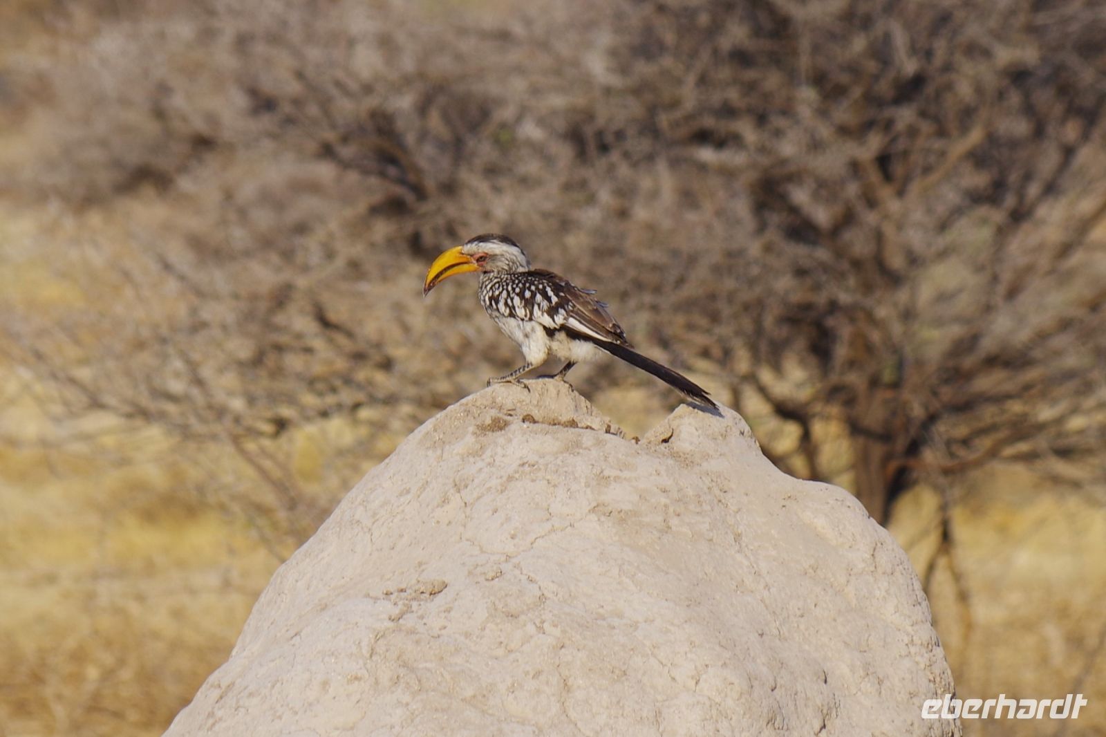 Etosha Nationalpark - Gelbschnabel Toko