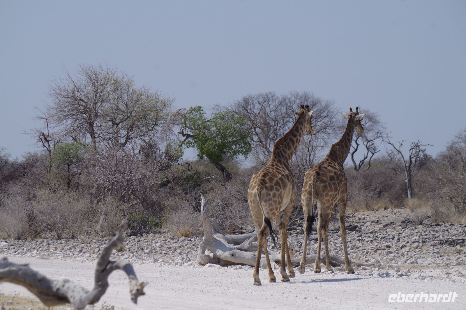 Etosha Nationalpark - Giraffen bei Klein Namutoni