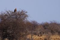 Etosha Nationalpark - Raubadler