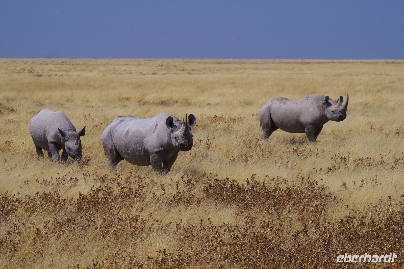 Etosha Nationalpark - Spitzmaul-Nashorn Familie