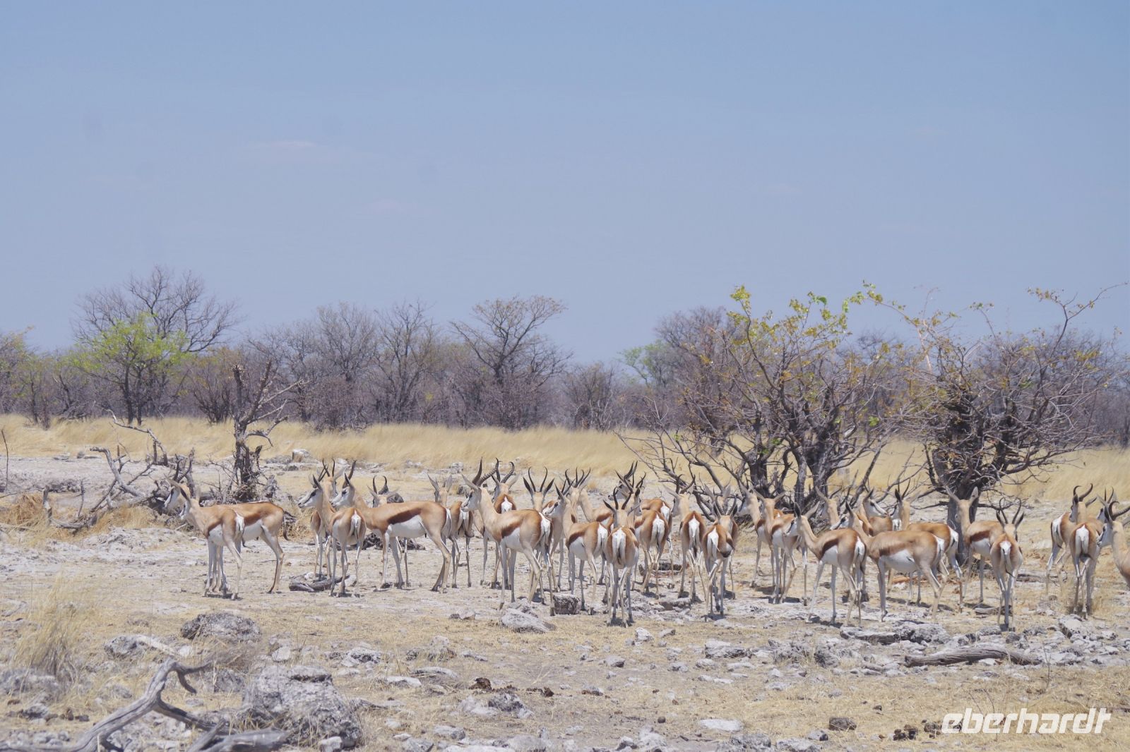 Etosha Nationalpark - Springbock-Versammlung