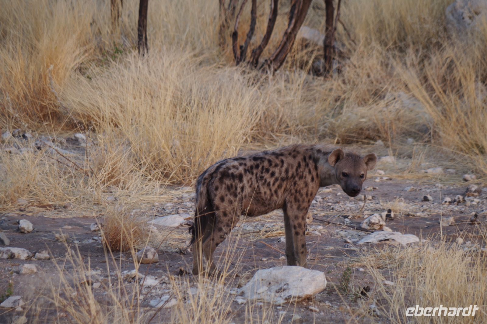 Etosha Nationalpark - Typfelhyäne