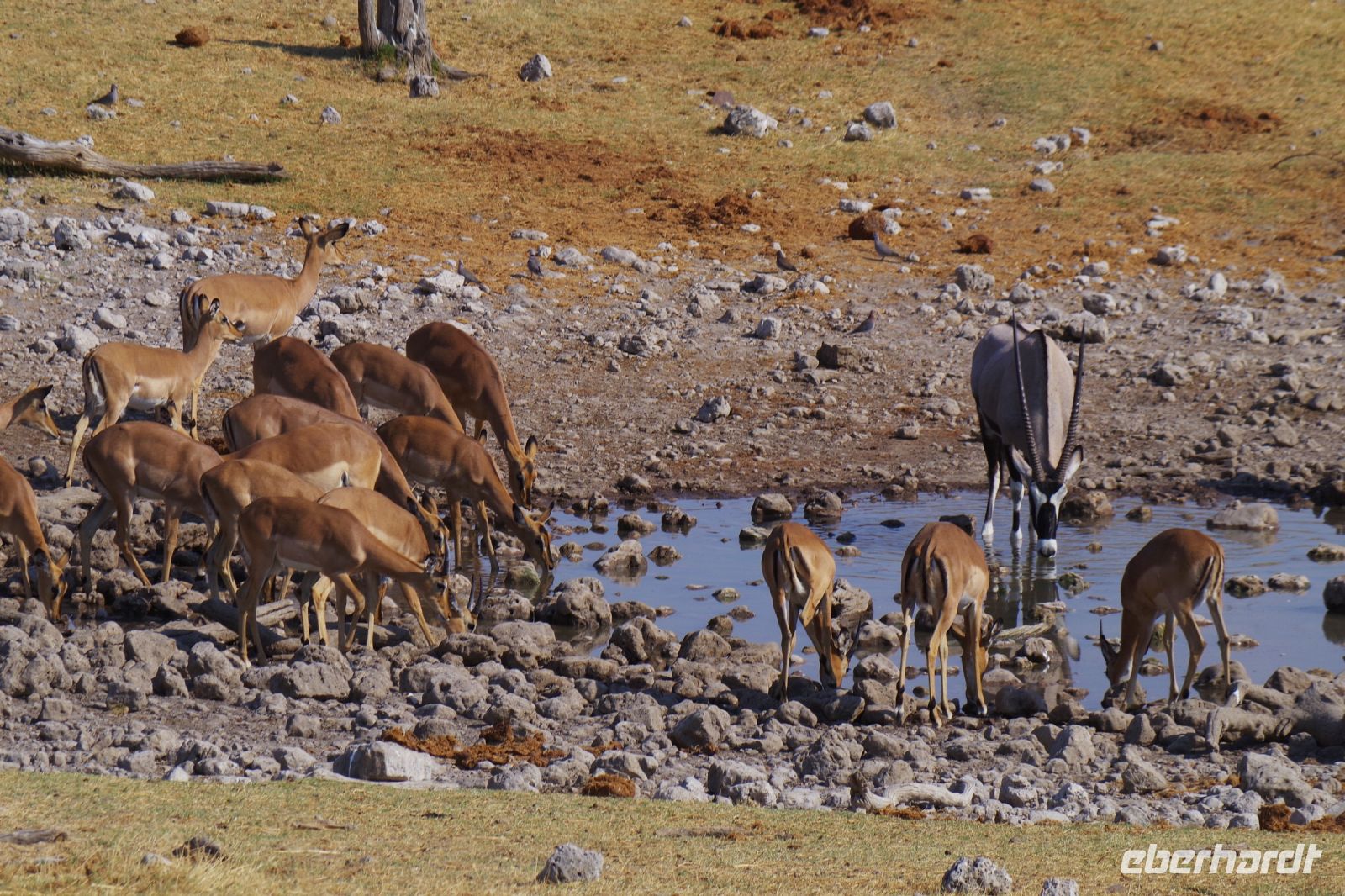 Etosha Nationalpark - Wasserloch Groot Okevi