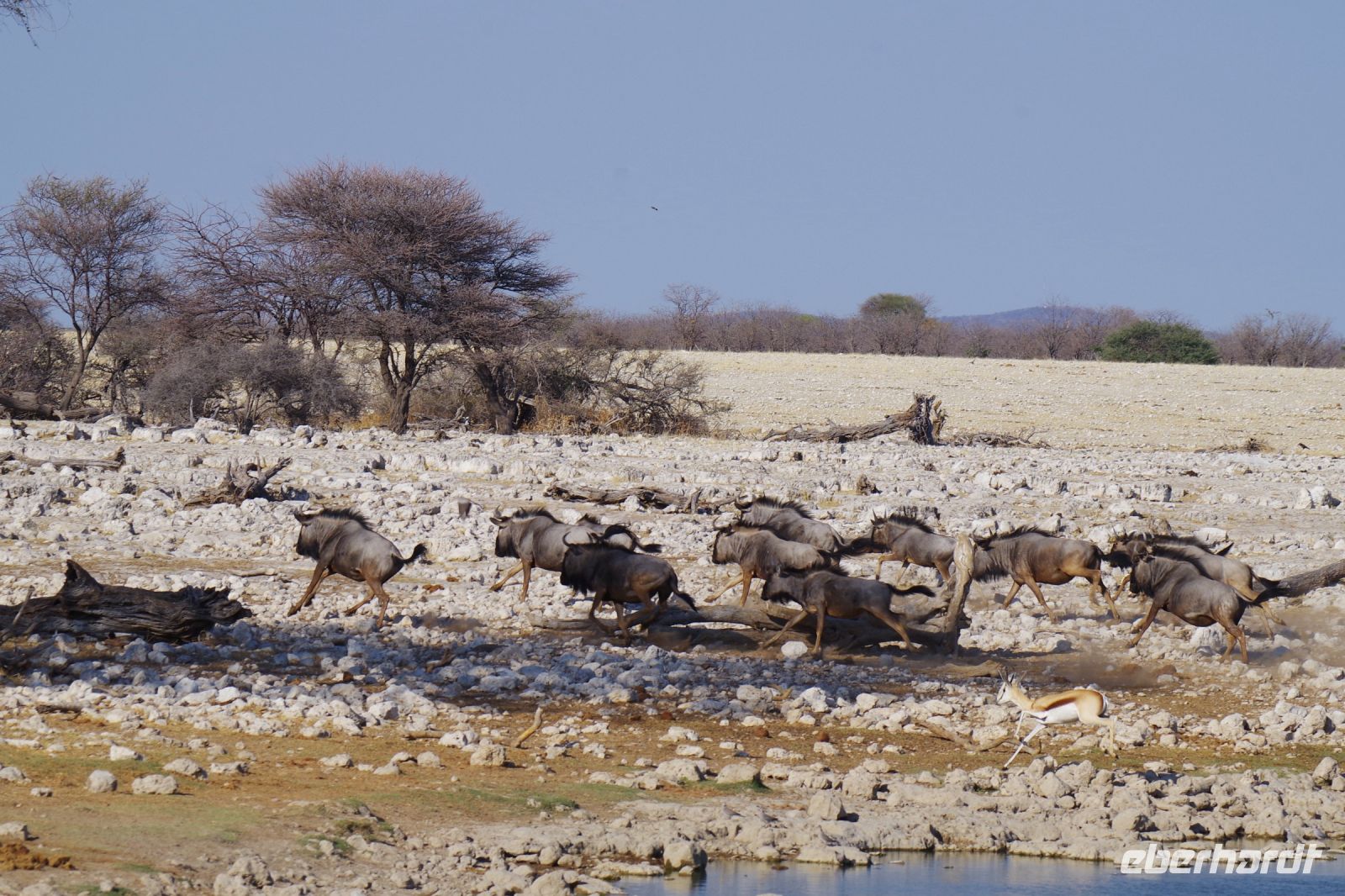 Etosha Nationalpark - Wasserloch Okaukuejo - Gnus