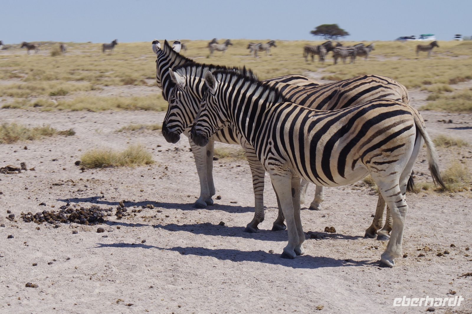 Etosha Nationalpark - Wasserloch Salvadora - gespannte Stimmung