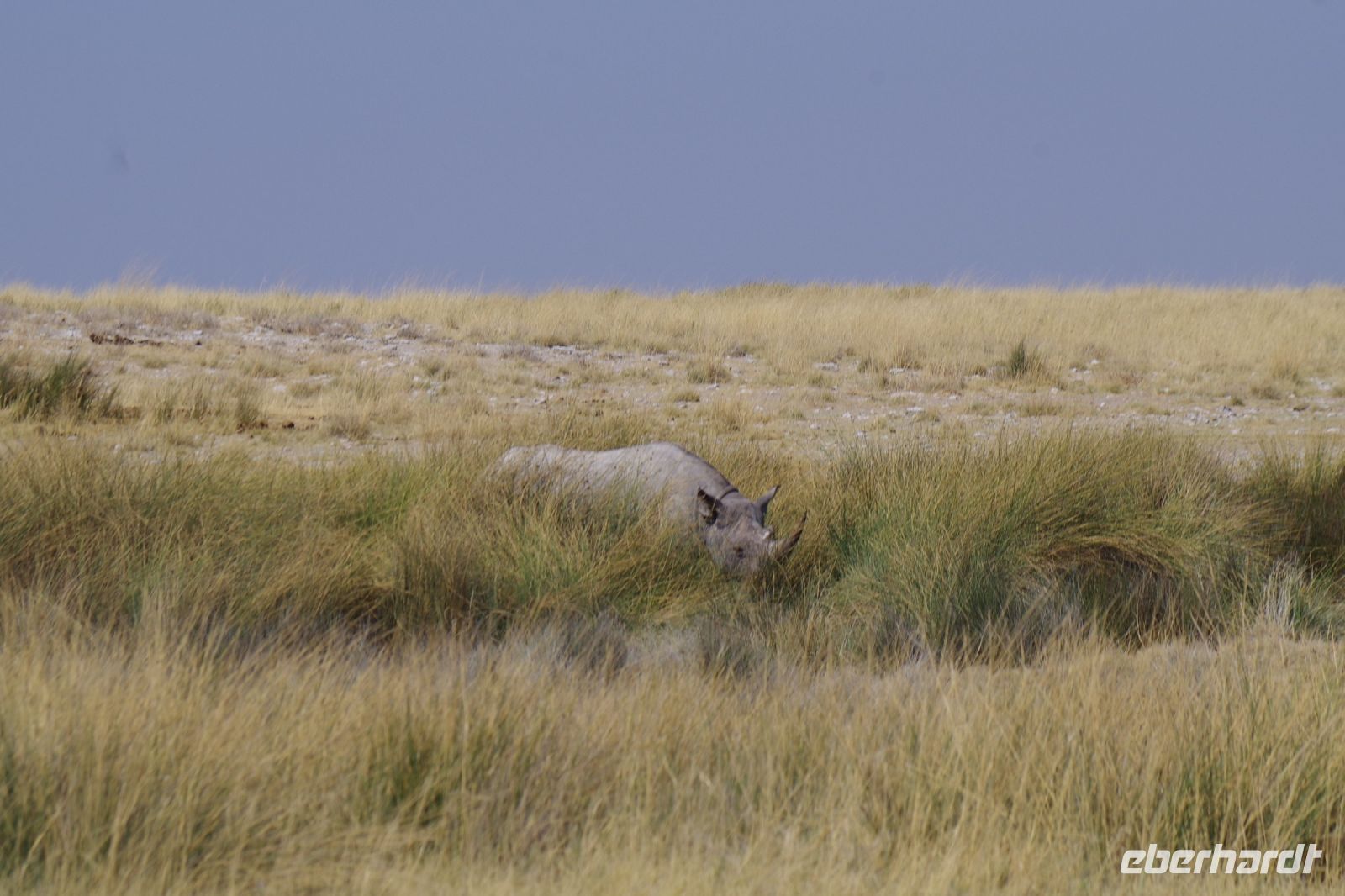 Etosha Nationalpark - Wasserloch bei Sueda - Breitmaulnashorn