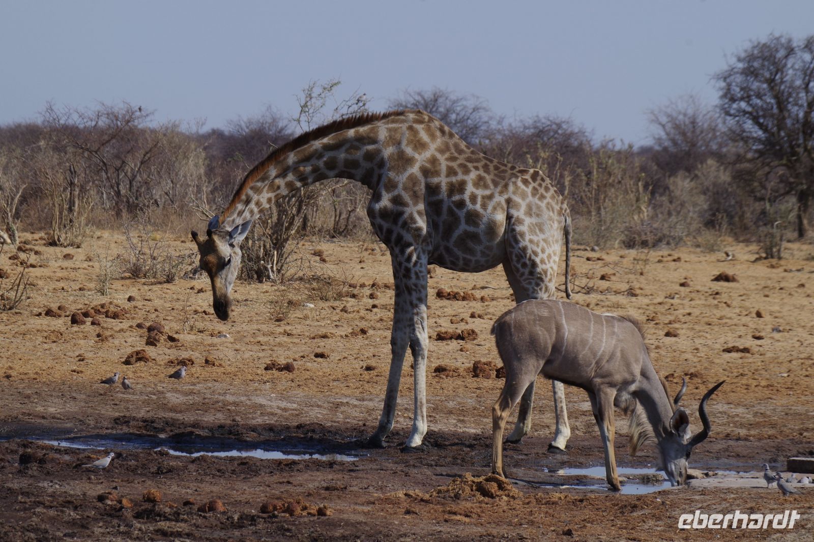 Etosha Nationalpark - am Wasserloch 