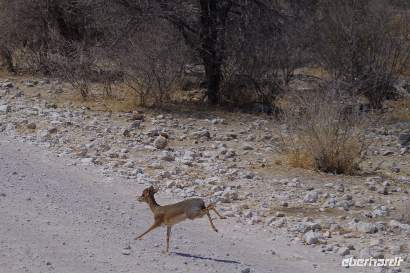 Etosha Nationalpark - auf dem Dik Dik Drive