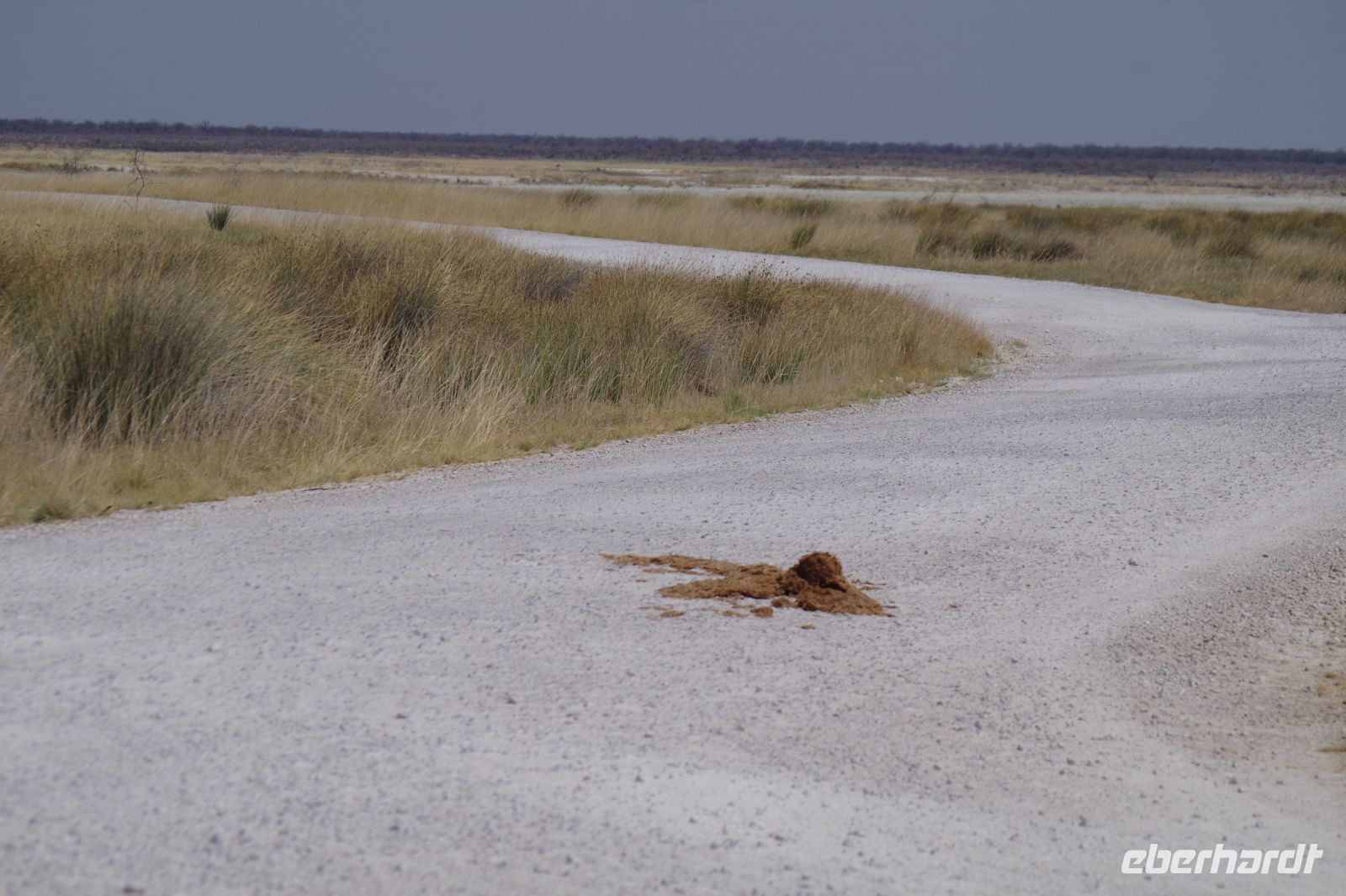 Etosha Nationalpark - auf der Elefantenstraße