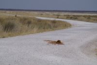 Etosha Nationalpark - auf der Elefantenstraße