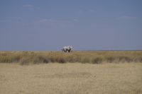 Etosha Nationalpark - die Elefantenparade geht weiter
