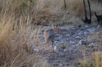 Etosha Nationalpark - kleiner Dik Dik