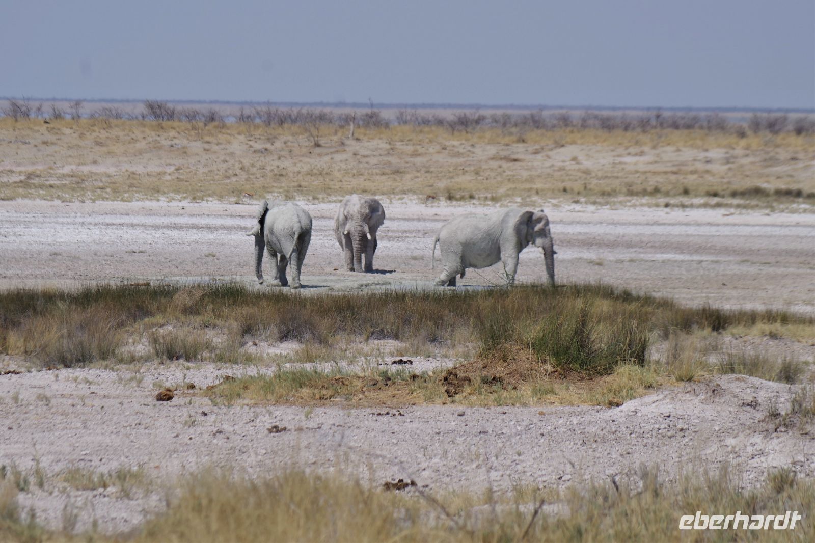 Etosha Nationalpark - noch mehr weiße Elefanten
