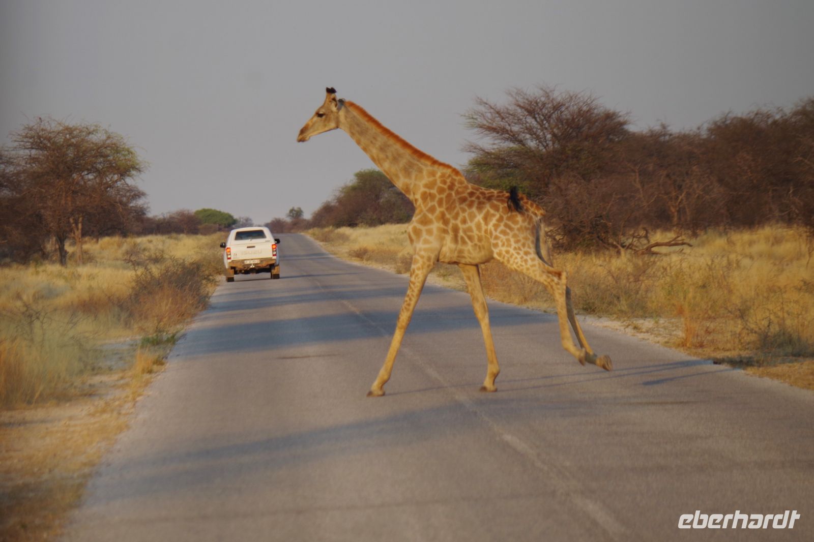 Etosha Nationalpark - rennende Giraffe