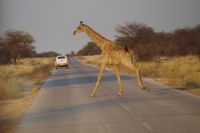 Etosha Nationalpark - rennende Giraffe