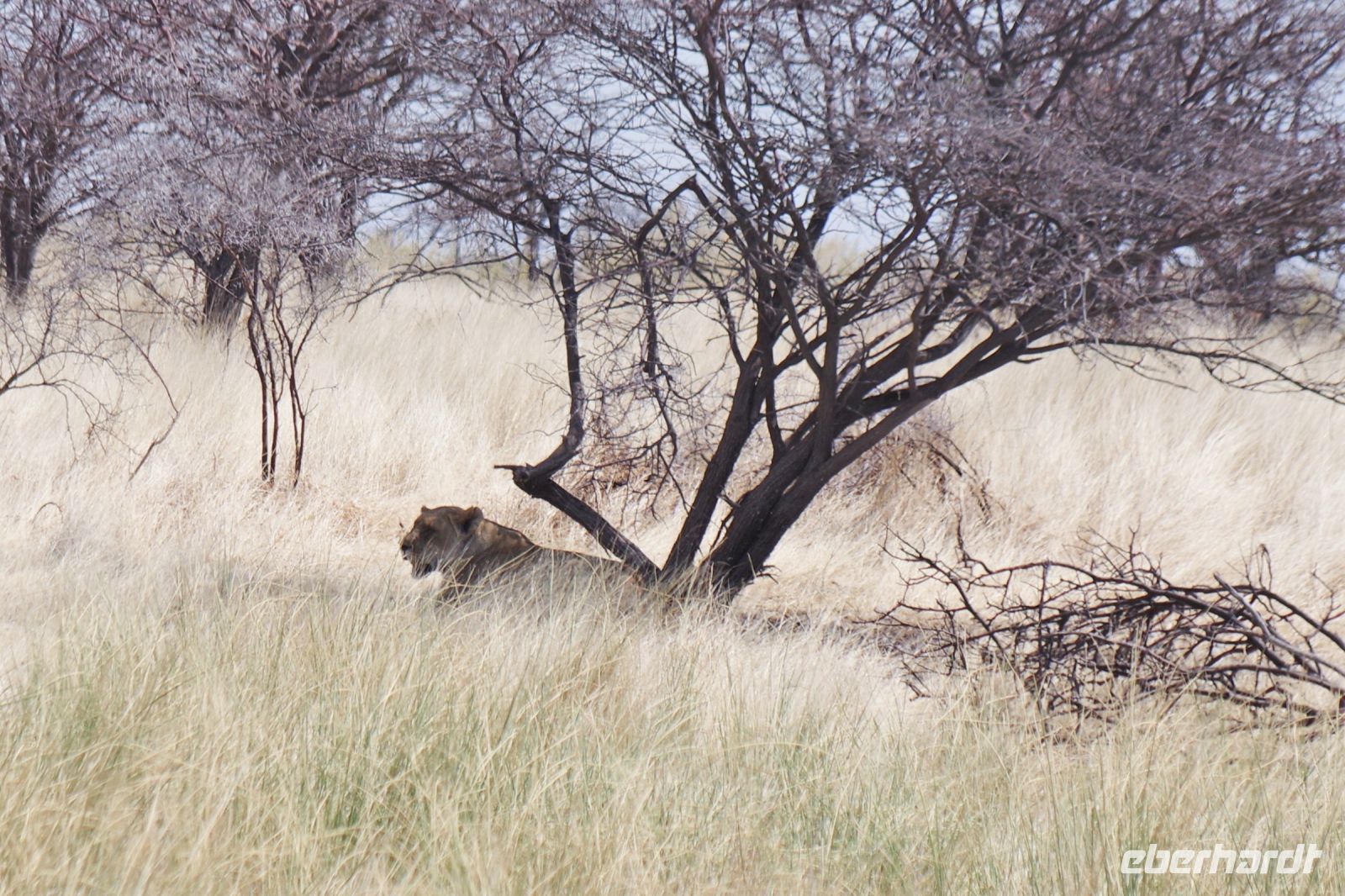 Etosha Nationalpark - und wieder Löwen