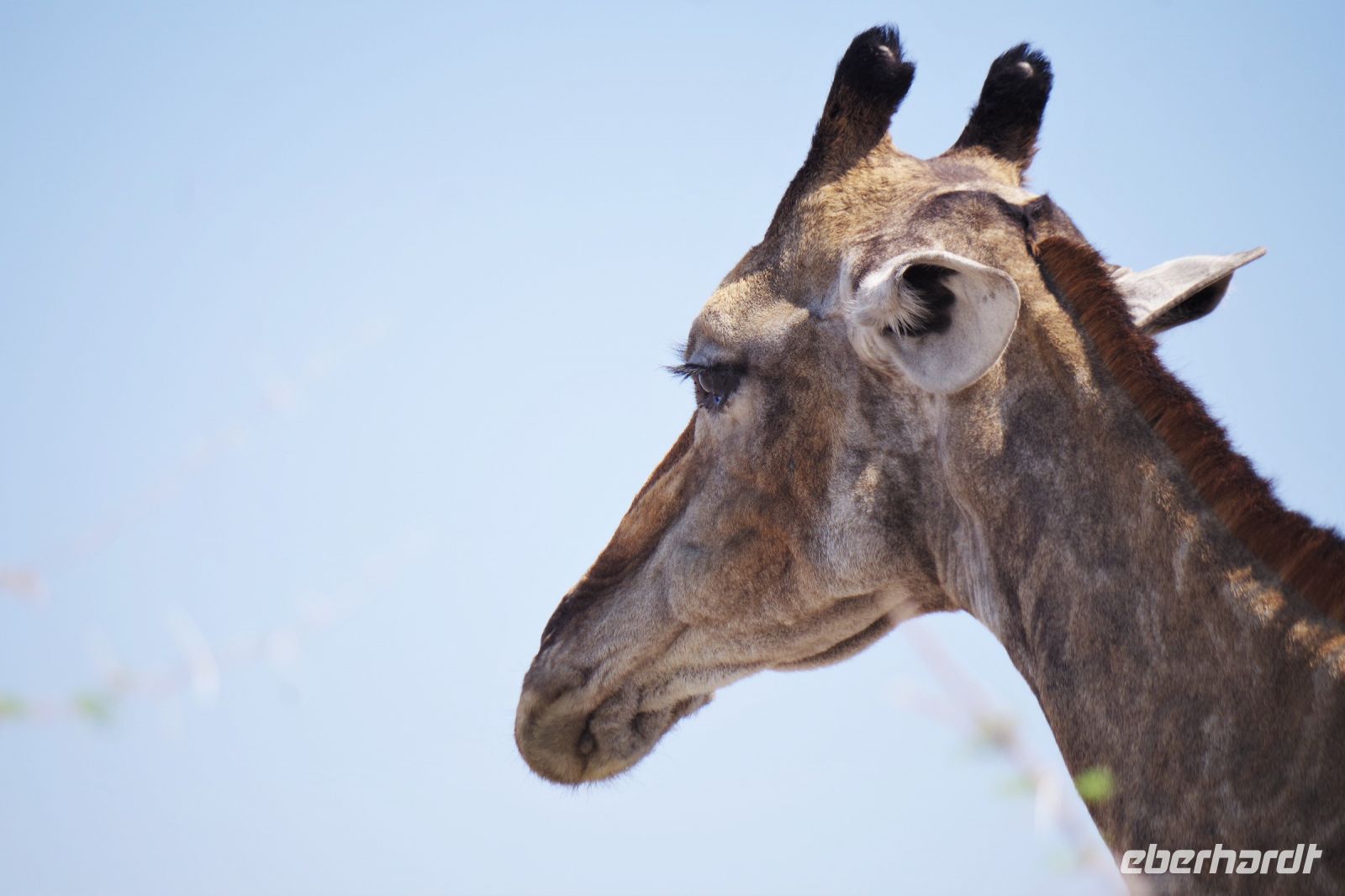 Etosha Nationalpark - zur Abwechslung eine Giraffe