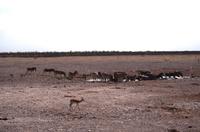 Etosha Nationalpark