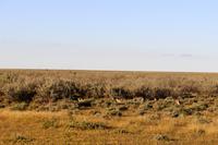 Etosha Nationalpark