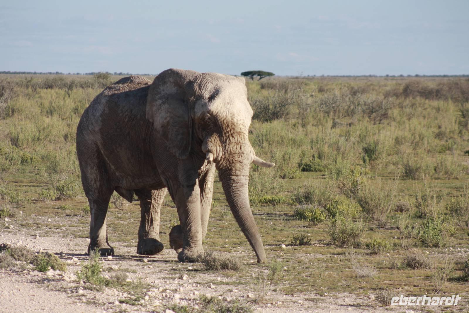 Etosha-Nationalpark