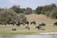 Etosha-Nationalpark