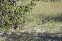 Etosha-Nationalpark