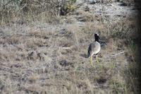 Etosha-Nationalpark