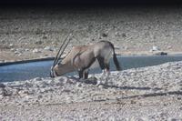 Etosha-Nationalpark