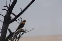 Etosha-Nationalpark