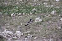 Etosha-Nationalpark