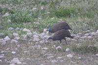 Etosha-Nationalpark