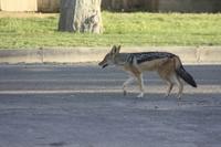 Etosha-Nationalpark
