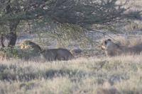 Etosha-Nationalpark