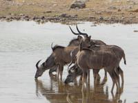 Etosha