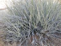 Euphorbia