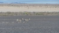 Fahrt in Richtung Fish River Canyon (1)