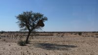 Fahrt in die Kalahari (1)