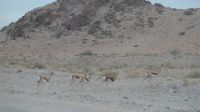 Fahrt nach Swakopmund (2)
