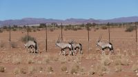 Fahrt zur Sossusvlei Lodge (4)