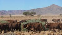 Fahrt zur Sossusvlei Lodge (7)