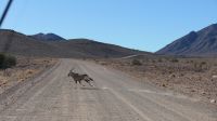 Fahrt zur Sossusvlei Lodge (9)