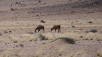 Fahrtstrecke Lüderitz - Aus (10)
