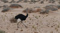 Fahrtstrecke Lüderitz - Aus (7)