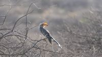 Fliegende Banane im Erongo Gebirge (1)